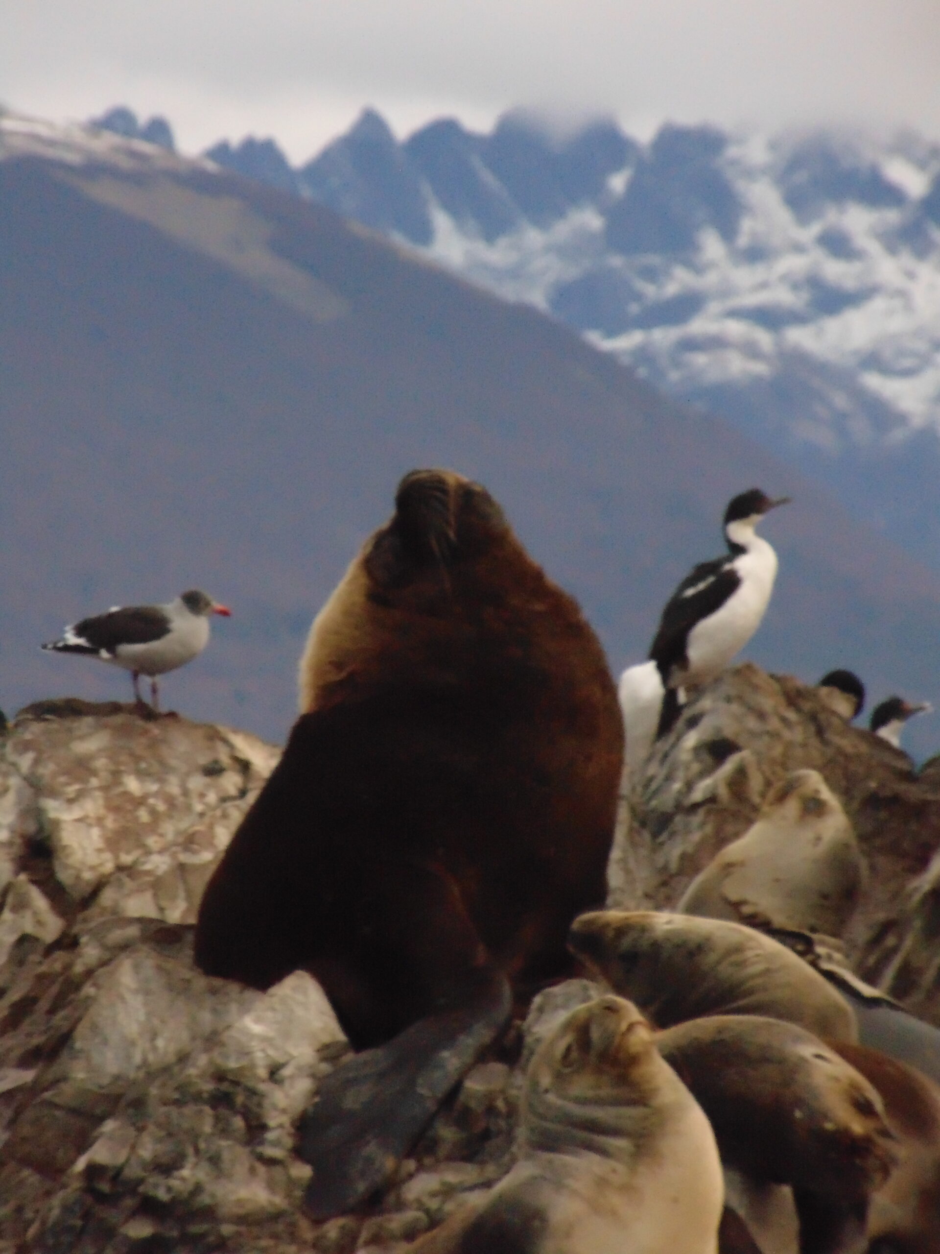 Fauna marina del Canal Beagle