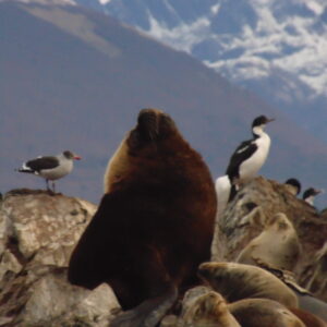 Navegación exclusiva por el Canal Beagle y avistaje de pingüinos en Isla Martillo